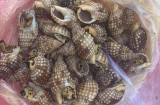 1 người t.ử v.ong, 2 người cấp cứu do ăn ốc biển lạ
