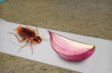 Dùng 1 củ hành tây theo cách này, gián mẹ gián con 'khiếp vía 3 đời', không bao giờ quay trở lại