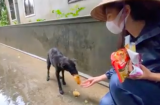 Thuỷ Tiên quan tâm 1 chú chó đói rét giữa mưa lũ, Công Vinh hé lộ chuyện 'kiến kéo vào nhà cũng không đuổi'