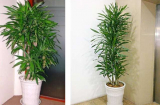 5 loại cây phong thủy cứ đặt trong phòng khách cả đời không lo nghèo đói