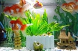 Vị trí tối kỵ tuyệt đối không đặt bể cá kẻo tài lộc hao mòn, của cải đội nón ra đi