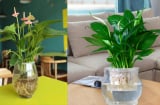 Loại cây lọc sạch không khí lại làm xanh mát ngôi nhà của bạn