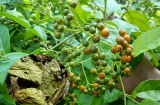 7 thảo dược quen thuộc ở Việt Nam nhưng có công dụng đặc biệt quý với sức khoẻ