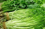 Một loại rau người Nhật coi như cỏ dại nhưng ở Việt Nam chẳng khác nào thuốc bổ