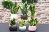 5 loại cây đặt trong nhà chẳng khác nào điều hòa, giúp hạ nhiệt tới 10 độ mà không mất đồng nào