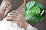 Chữa đau vai gáy chỉ với 1 nắm lá lốt và ngải cứu: Sau 3 ngày sẽ thấy kì diệu