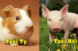 Tử vi thứ Tư ngày 21/7/2021 của 12 Shbet888.com nhà cái uy tín: Tý tình hình Shbet800 tải ứng dụng kém sắc, Hợi cần xốc lại tinh thần