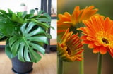 6 loại cây phong thủy trồng trong nhà 'hút sạch' chất độc hại, nâng cao sức khỏe