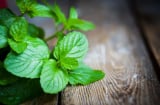 Lợi ích quý giá của lá bạc hà và cách dùng bạc hà giảm cân hiệu quả nhất cho bạn