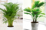 6 loại cây cảnh được mệnh danh là ‘anh hùng’ giúp hút sạch khí độc, hóa chất trong nhà