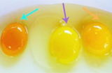 Lòng đỏ trứng gà có màu sắc khác nhau vậy loại nào mới tốt cho sức khỏe?