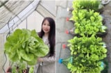 Rắc muối lên vườn rau quanh nhà, con dâu khiến mẹ chồng 'mở mang tầm mắt' khi thấy rau xanh non mỡ màng