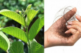 Hễ chải tóc, gội đầu là tóc rụng từng nắm: Áp dụng mẹo này 3 lần/tuần tóc chắc khỏe, hết rụng, mọc lại nhanh