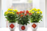 Ngày Tết cứ bày 8 loại hoa này trong nhà, không chỉ đẹp mà còn chiêu tài, đón lộc