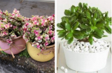 Dịp Tết cứ chọn 6 cây cảnh này mà chơi: Càng trồng càng phú quý, hoa tươi lâu tài lộc nhiều