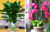 7 loại cây là ‘nam châm hút tiền’, đặt trên bàn làm việc 'mời gọi' may mắn, tài lộc