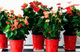 3 loại cây có màu đỏ rực lửa, nở hoa đúng dịp Tết, trồng trong nhà mang tới điềm lành