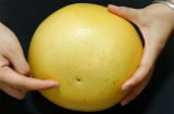 Mua bưởi nên chọn quả 'nhọn' hay 'tròn' là ngon nhất?