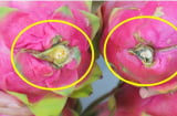Mua thanh long muốn biết quả có ngọt hay không chỉ cần xem chỗ này là biết ngay