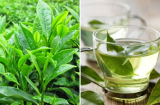 Thêm 1 thứ vào trà xanh và uống mỗi ngày: Cơ thể trẻ ra, đốt mỡ nhanh, tăng tác dụng ngừa K gấp bội
