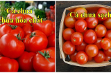Đi chợ thấy cà chua có 3 dấu hiệu này thì rẻ mấy cũng đừng mua: Có thể là loại bị tẩm hoá chất