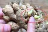 Đi chợ mua gừng cứ nhắm vào 3 điểm này, không lo thối hỏng lại chứa nhiều chất tốt cho sức khoẻ nhất