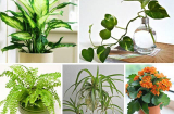 5 sai lầm cần tránh khi đặt cây cảnh ở phòng khách kẻo hao hụt tài lộc