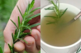 4 loại lá càng dùng Sh88bet đăng ký miễn phí càng thơm ngát: Chị em cứ dùng hằng ngày, không cần nước hoa tốn tiền