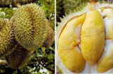 Sầu riêng bổ ra chưa chín: Làm theo cách này, sầu riêng chín nhanh thơm lừng như mới hái
