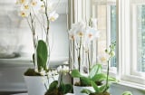 Đặt cây xanh ở 4 vị trí này, cây trổ lộc 4 mùa, chủ nhà làm ăn phất lên trông thấy