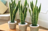 5 loại cây cảnh thu hút vượng khí giúp chủ nhà sức khỏe dồi dào, làm ăn phát đạt