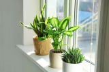 Chuyên gia phong thủy bật mí 2 cách hóa giải năng lượng xấu, đón vượng khí về nhà