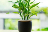 Trồng 5 loại cây cảnh này trong cửa hàng, kinh doanh một vốn bốn lời, giàu lên trông thấy
