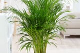 Trồng cây gì ở trước nhà để hút tiền vào nhà như nước, bạc vàng đầy kho?
