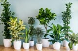 Cách chọn cây phong thủy theo mệnh giúp cải vận, kích tài