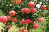 Ông bà trồng 3 loại cây may mắn này, con cháu giàu sang, vinh hoa, đời đời hưởng phúc