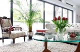 Đặt cây cảnh ở 4 vị trí này, cây trổ lộc không ngừng, chủ nhà làm ăn hốt vàng hốt bạc