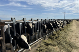 Vinamilk nhập đàn bò sữa 1000 con từ Mỹ về trang trại bò sữa Lao-Jagro tại Lào