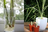 Sả mua về dùng không hết làm theo cách này vừa bảo quản tốt lại đuổi muỗi hiệu quả