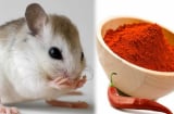 Rắc bột ớt quanh nhà, mẹo vặt rẻ tiền giúp đuổi vĩnh viễn loài vật này