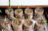 Giâm hoa từ cành cứ áp dụng 3 mẹo này, vừa đơn giản lại cho tỉ lệ sống cao
