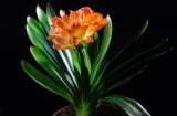 3 cây cảnh dưỡng người, trồng càng lâu gia chủ càng may mắn, phúc lộc