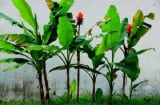 Trồng 4 cây này sau nhà, may mắn ngập tràn, con cái thành tài, đời đời hưởng phúc