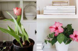 5 loại hoa đẹp mấy cũng không nên trưng trong nhà kẻo phá tài lộc, công danh lụi bại khó ngóc đầu lên được