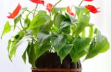 5 loại cây cảnh vượng khí vượng tài, giúp chủ nhà sức khỏe dồi dào, làm ăn phát đạt