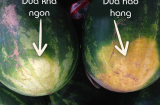 Chọn dưa hấu đừng vỗ vào quả, chỉ cần nhìn điểm này trên vỏ là biết ngay dưa ngon ngọt hay không