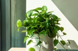 5 loại cây phong thủy sinh tài lộc cực vượng, giúp chủ nhà giàu sang đời đời kiếp kiếp