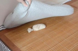 Đêm ngủ đặt 1 nắm gạo dưới gối, sáng hôm sau kinh ngạc vì hiệu quả ngoài sức tưởng tượng