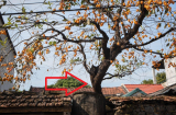 Ông bà ta dặn: Cứ trồng loại cây này trước cửa nhà là con cháu đời đời phú quý
