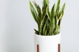 Phòng khách có 5 loại cây cảnh này, tiền vào như nước, phú quý đời đời
